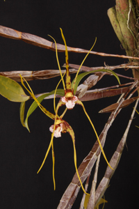 Den. tetragonum Windflower